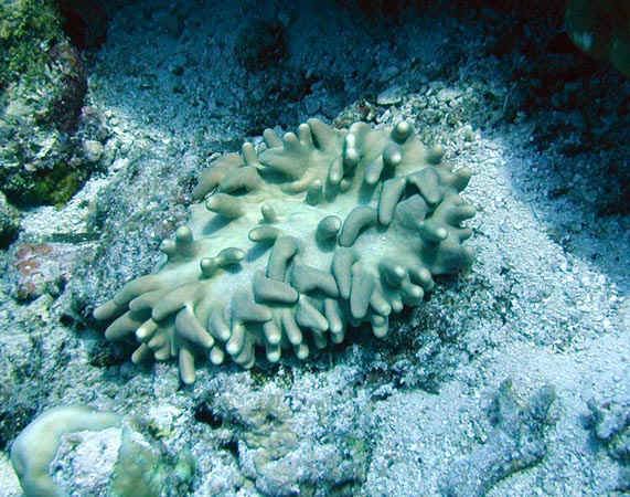 komando_mollusk_5.jpg