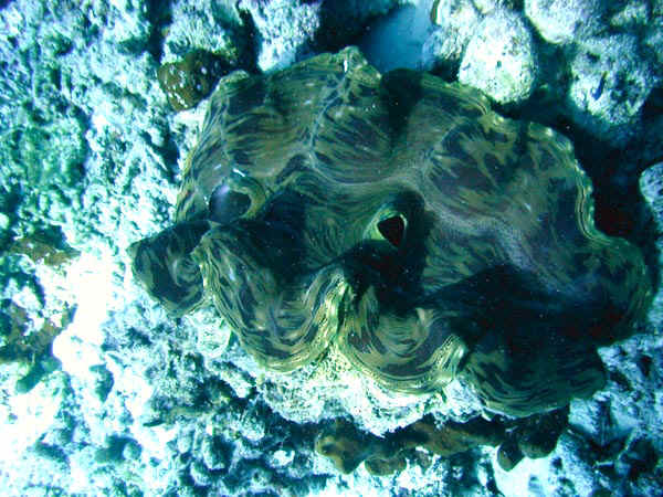 komando_mollusk_6.jpg
