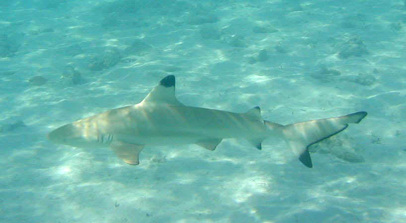 komando_shark_2.jpg