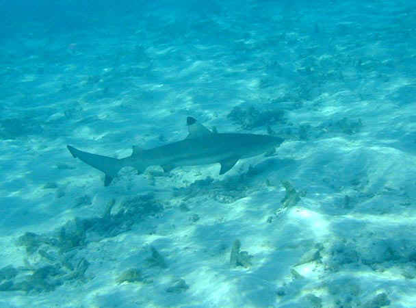 komando_shark_3.jpg