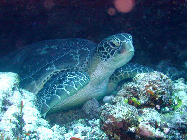 komando_turt_1.jpg
