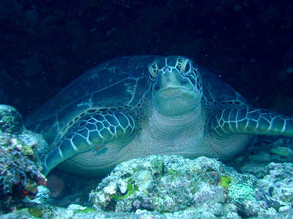 komando_turt_2.jpg