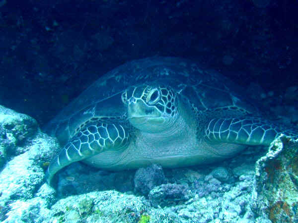 komando_turt_3.jpg
