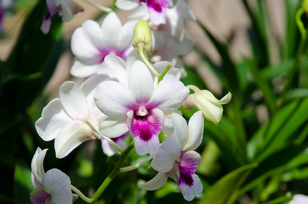 singa2011_022.jpg