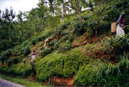 srilanka05.jpg