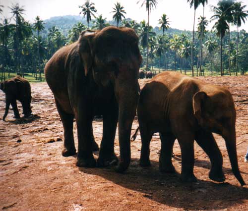 srilanka08.jpg