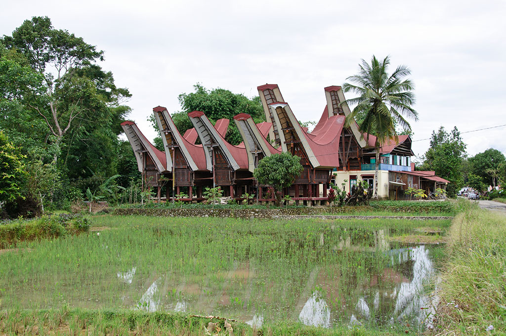 sula10033.jpg