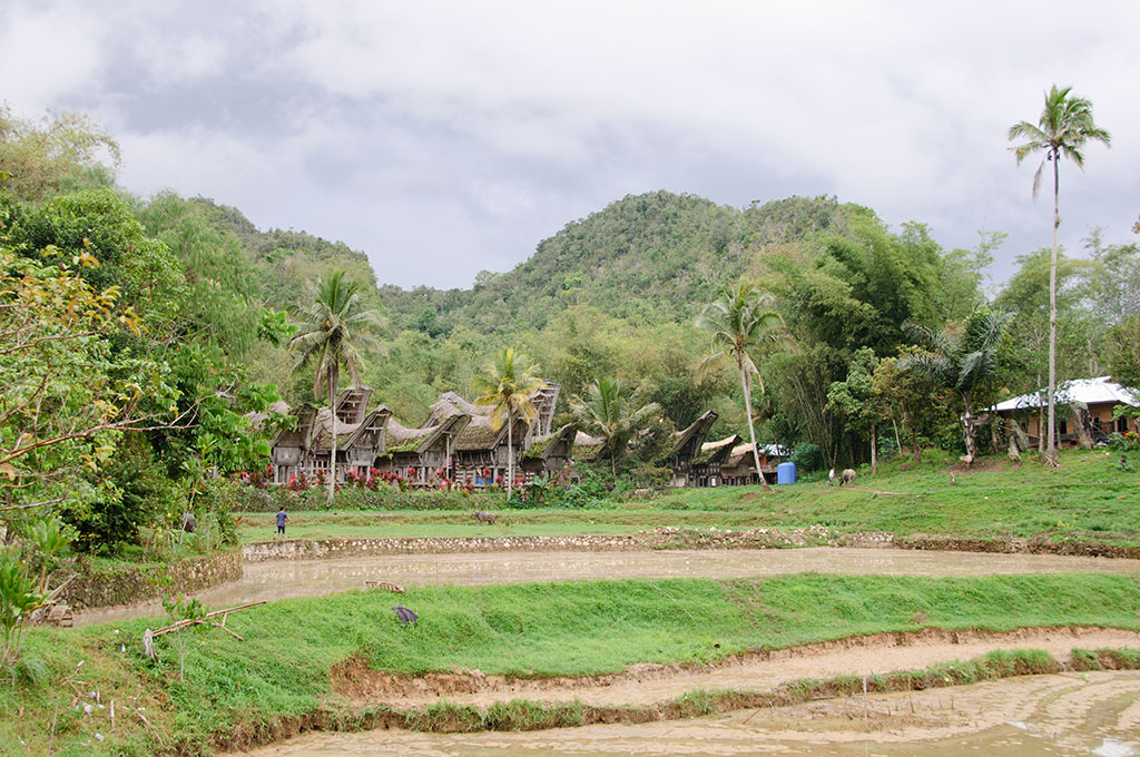 sula10035.jpg