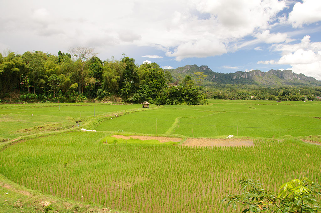 sula10055.jpg