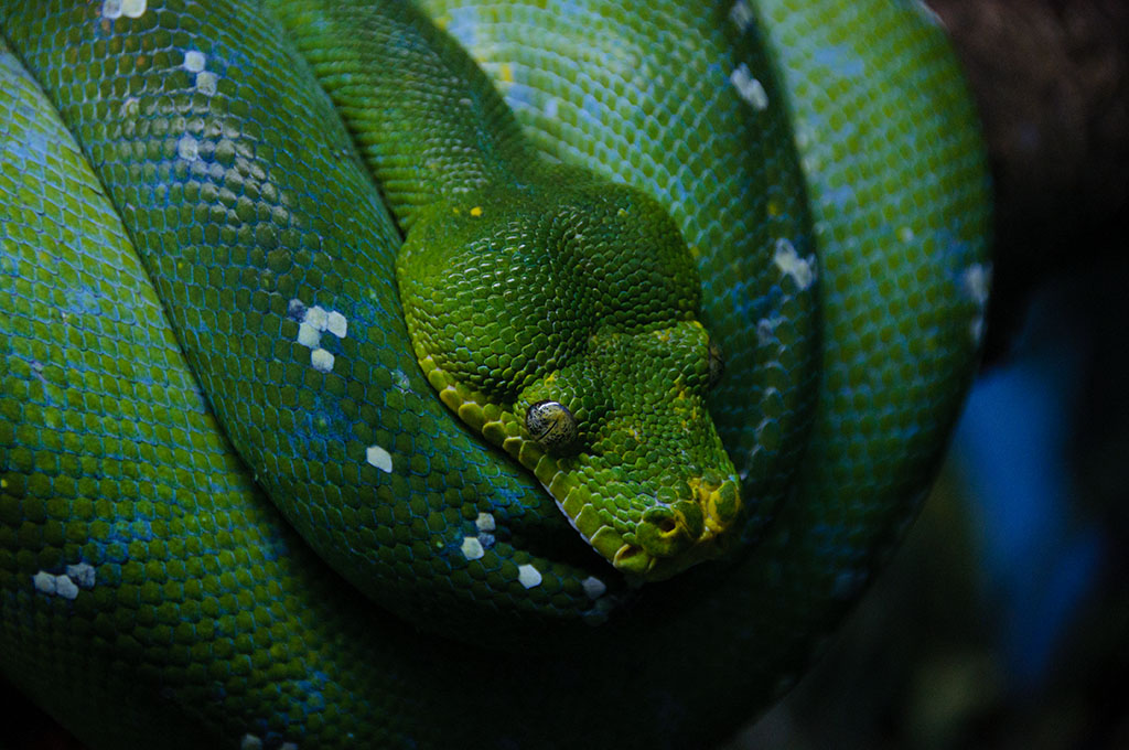 sula10080.jpg