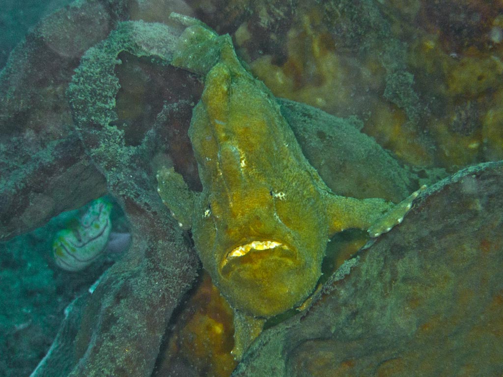 sula10gross3.jpg