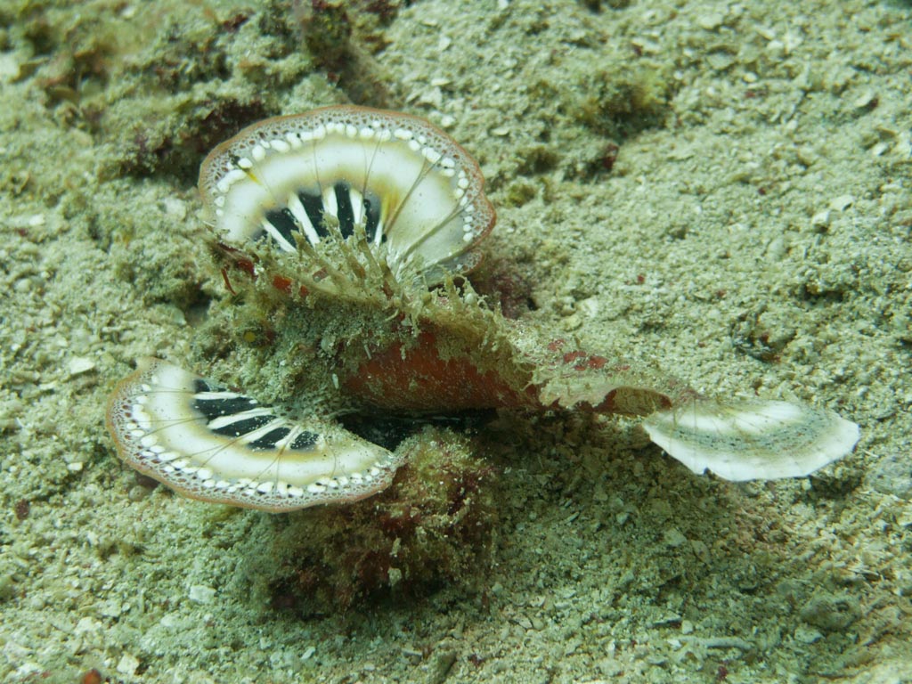 sula10klein2.jpg