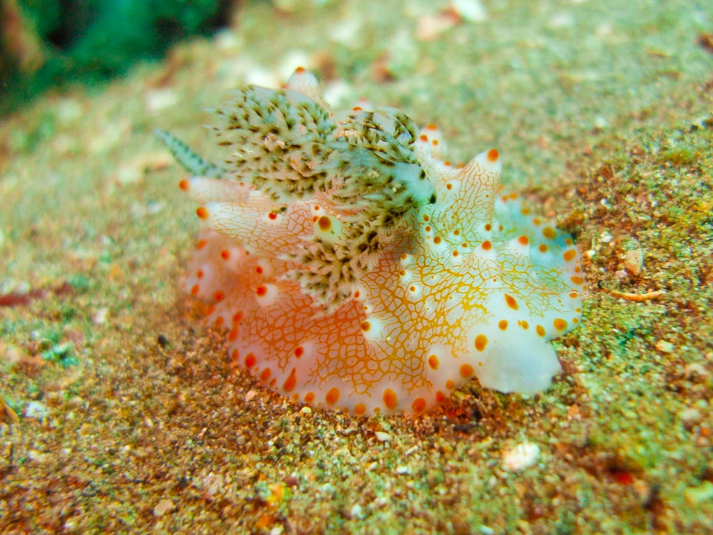sula10schnecke1.jpg