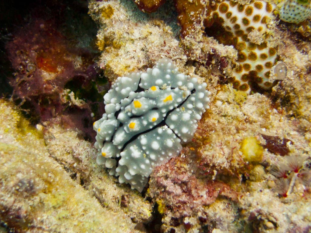 sula10schnecke10.jpg