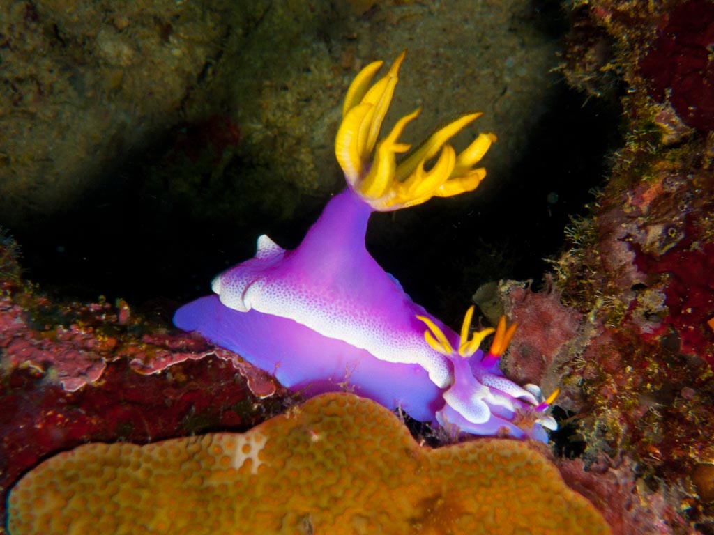 sula10schnecke11.jpg