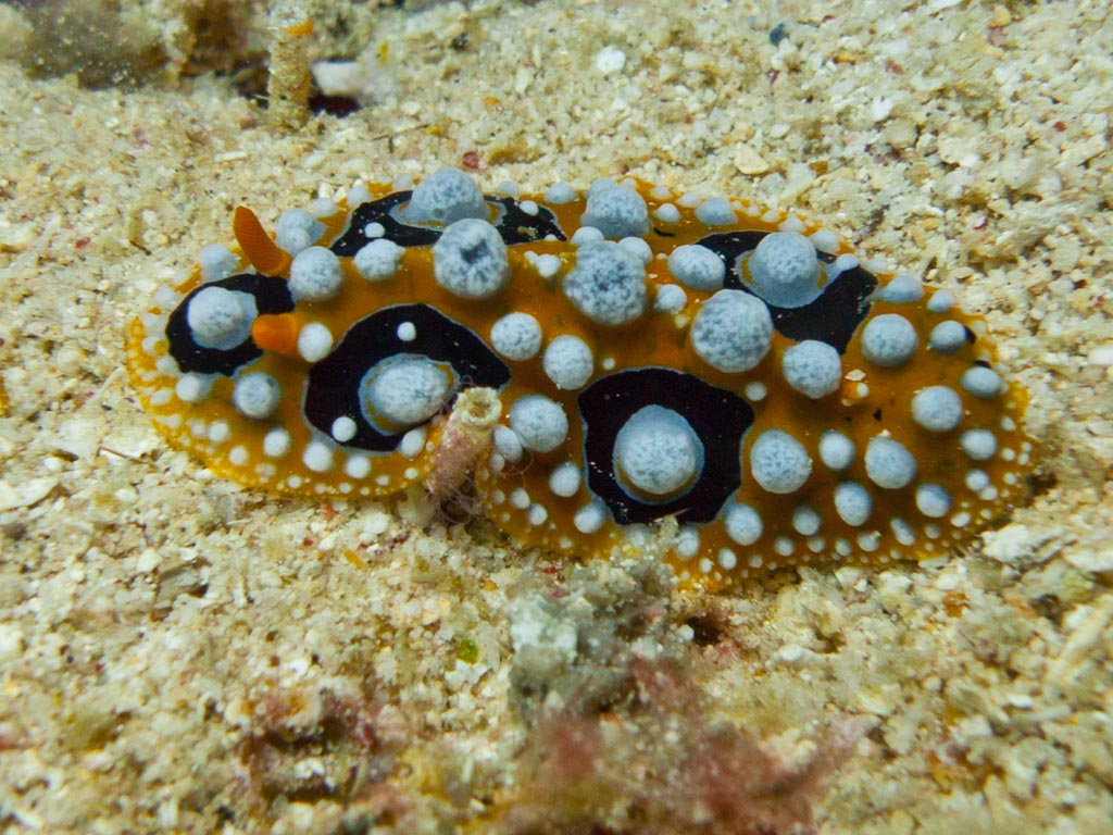 sula10schnecke16.jpg