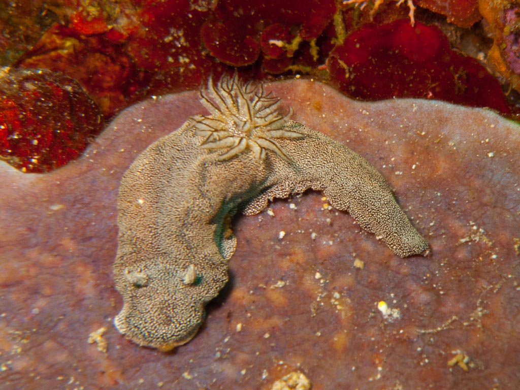 sula10schnecke17.jpg