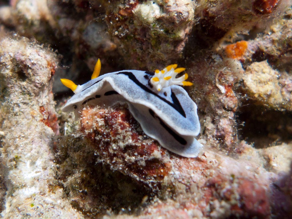 sula10schnecke19.jpg