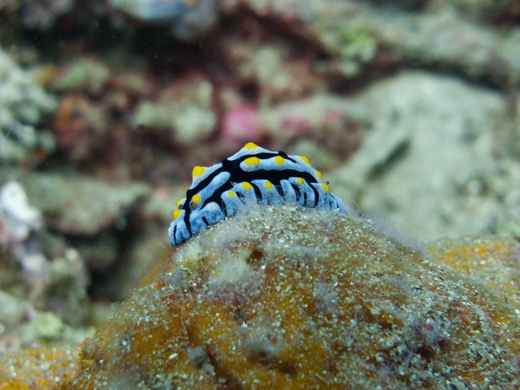 sula10schnecke2.jpg