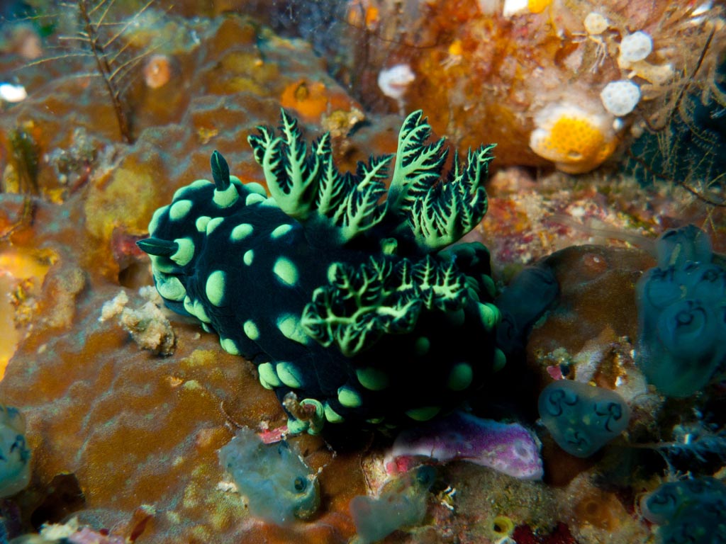 sula10schnecke20.jpg