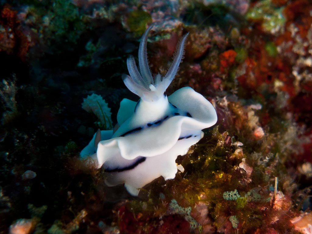 sula10schnecke22.jpg