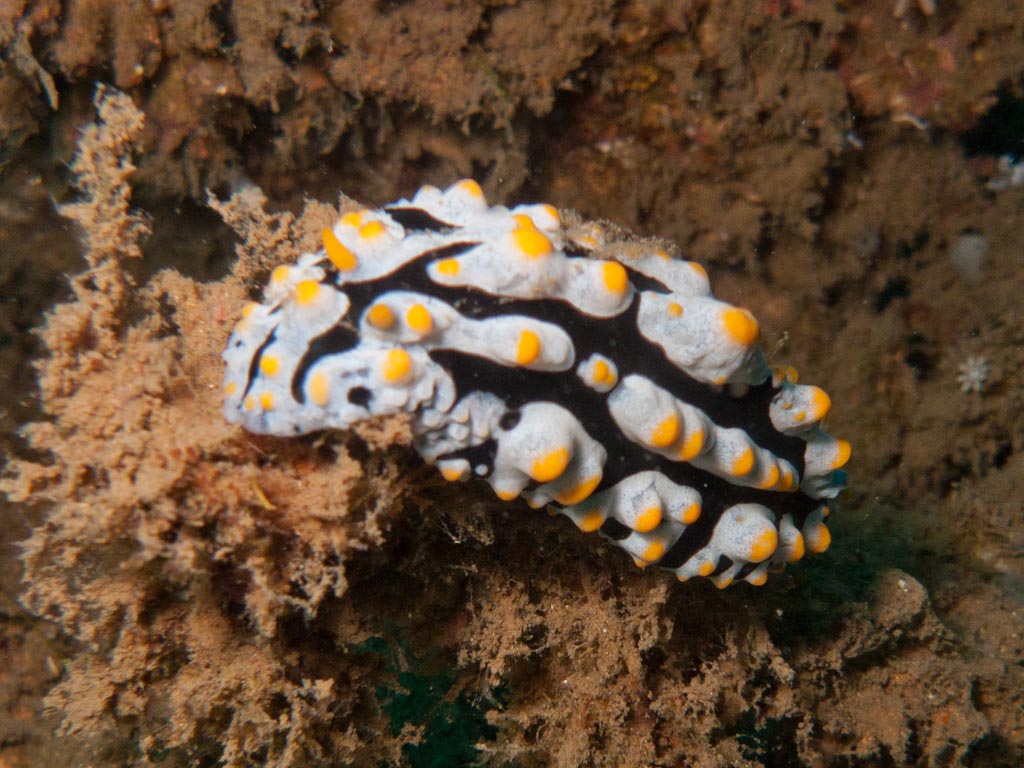 sula10schnecke23.jpg