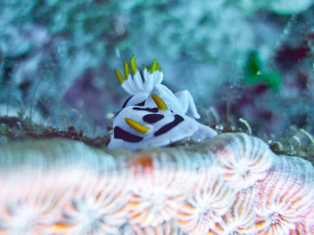 sula10schnecke5.jpg
