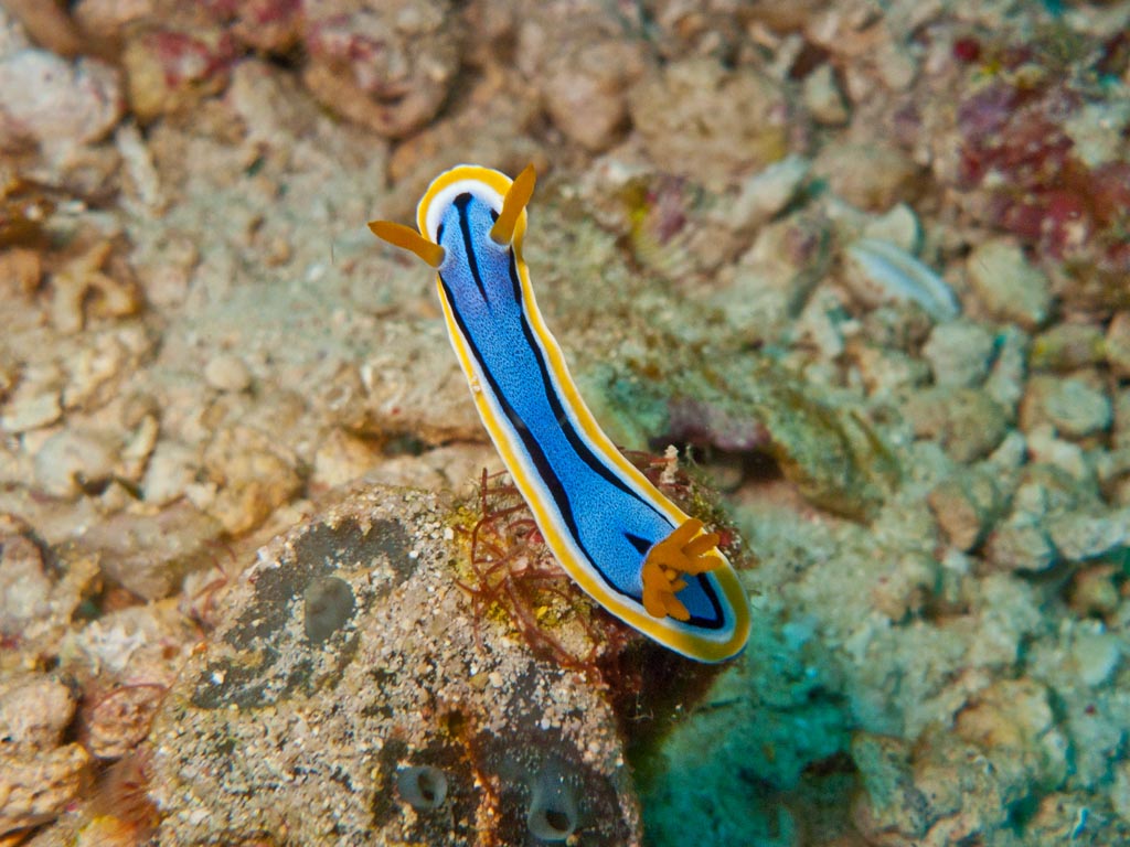 sula10schnecke6.jpg