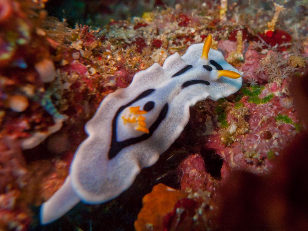 sula10schnecke7.jpg