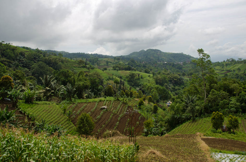 sula2011_013.jpg