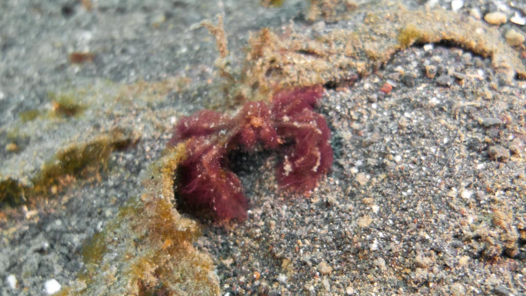 sula2011_ca01.jpg