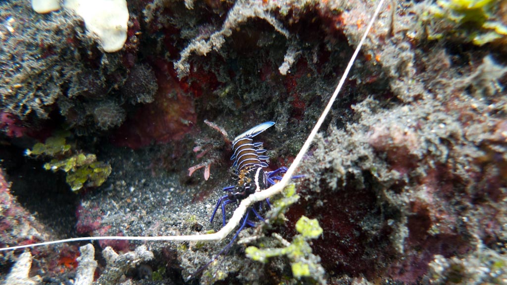 sula2011_ca13.jpg