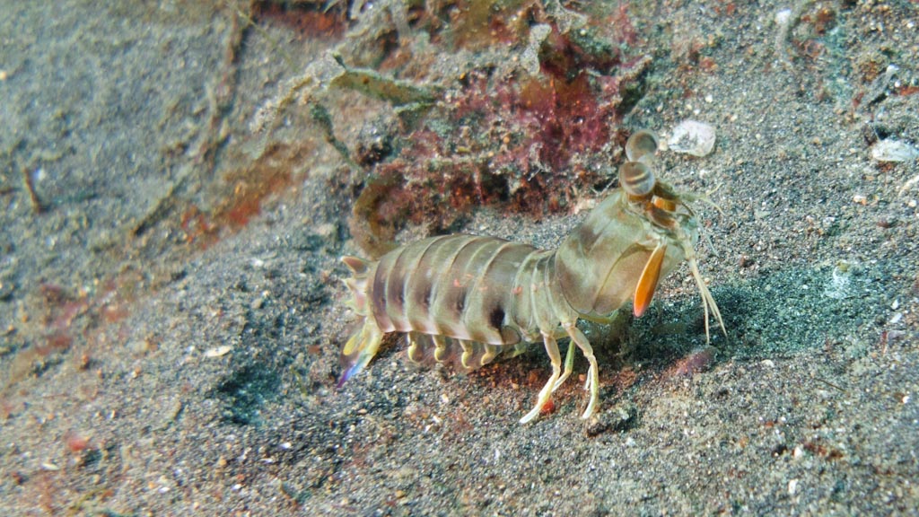 sula2011_ca17.jpg