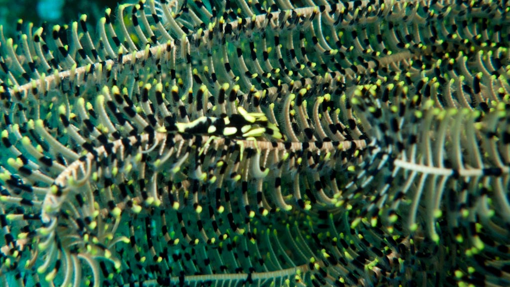 sula2011_ca27.jpg