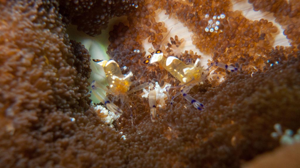 sula2011_ca28.jpg