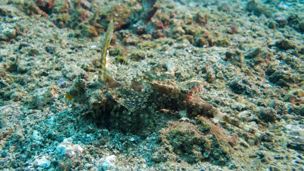 sula2011_cr01.jpg
