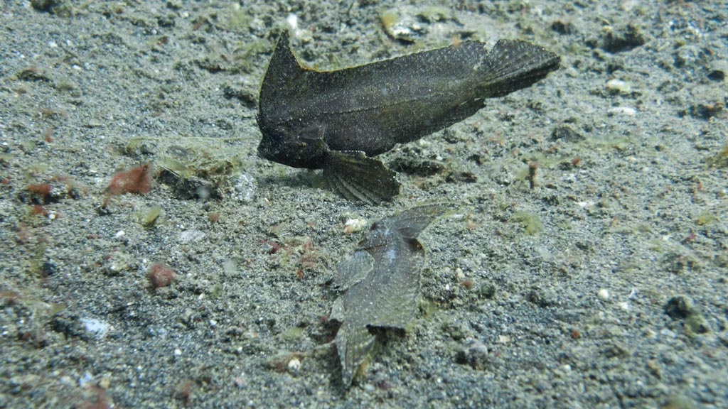 sula2011_cr02.jpg