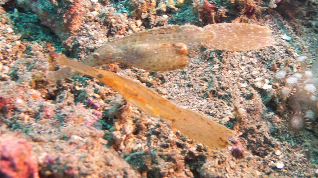 sula2011_cr05.jpg