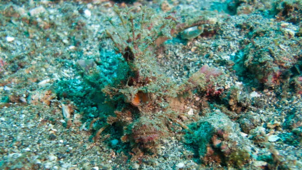 sula2011_cr06.jpg