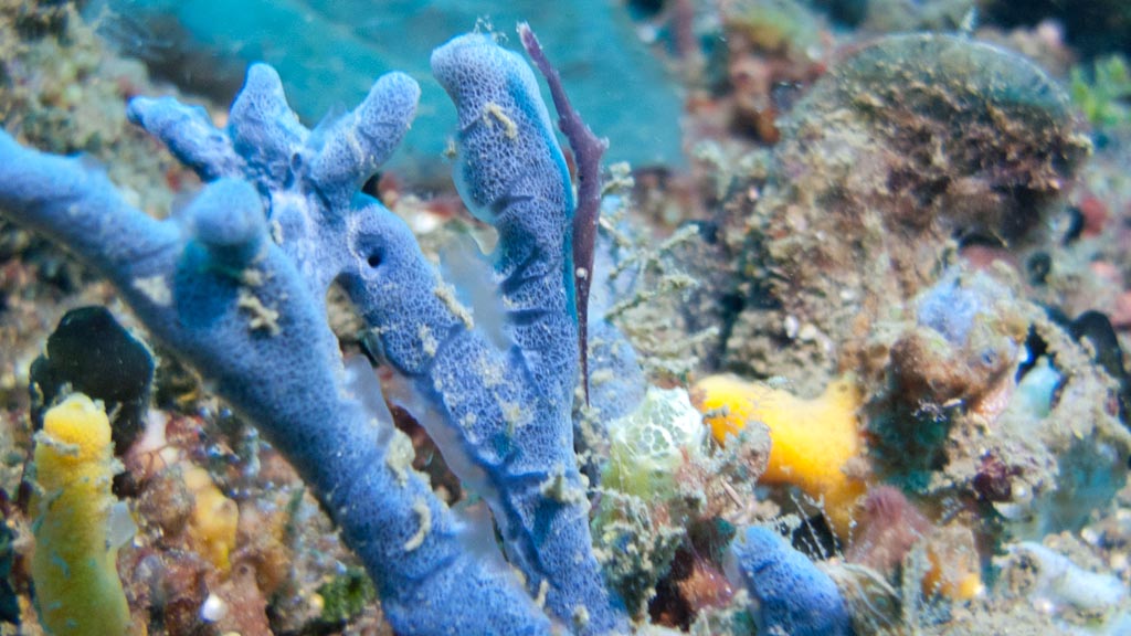 sula2011_cr07.jpg