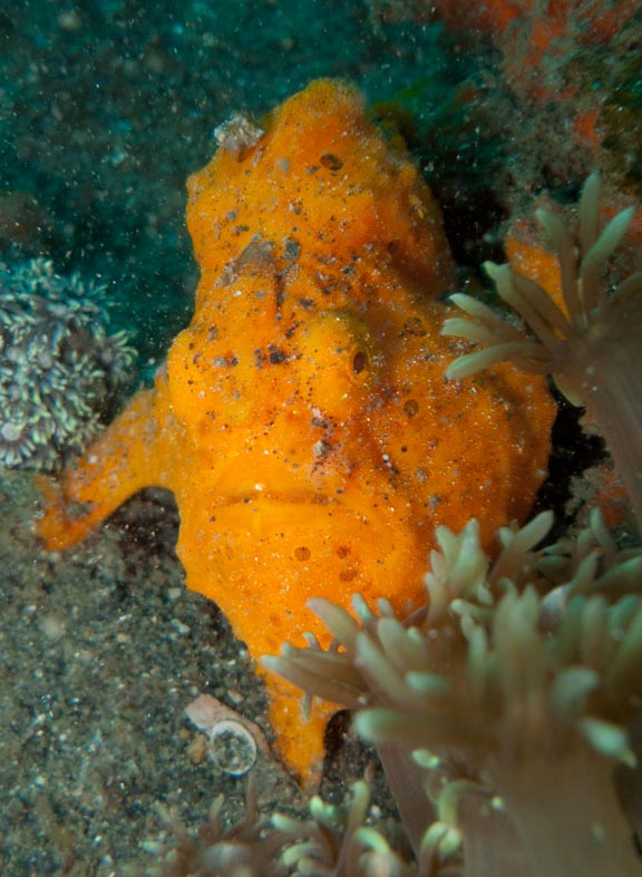 sula2011_cr10.jpg