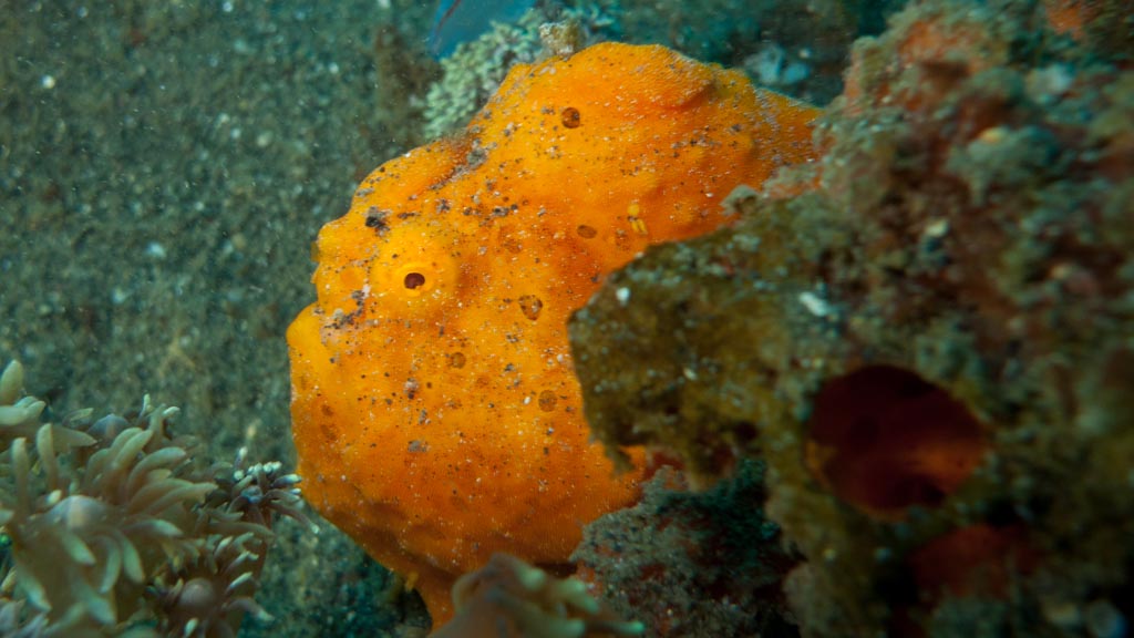 sula2011_cr11.jpg