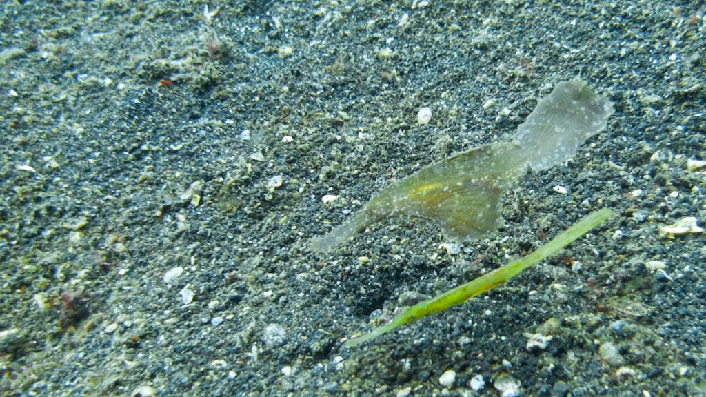 sula2011_cr14.jpg