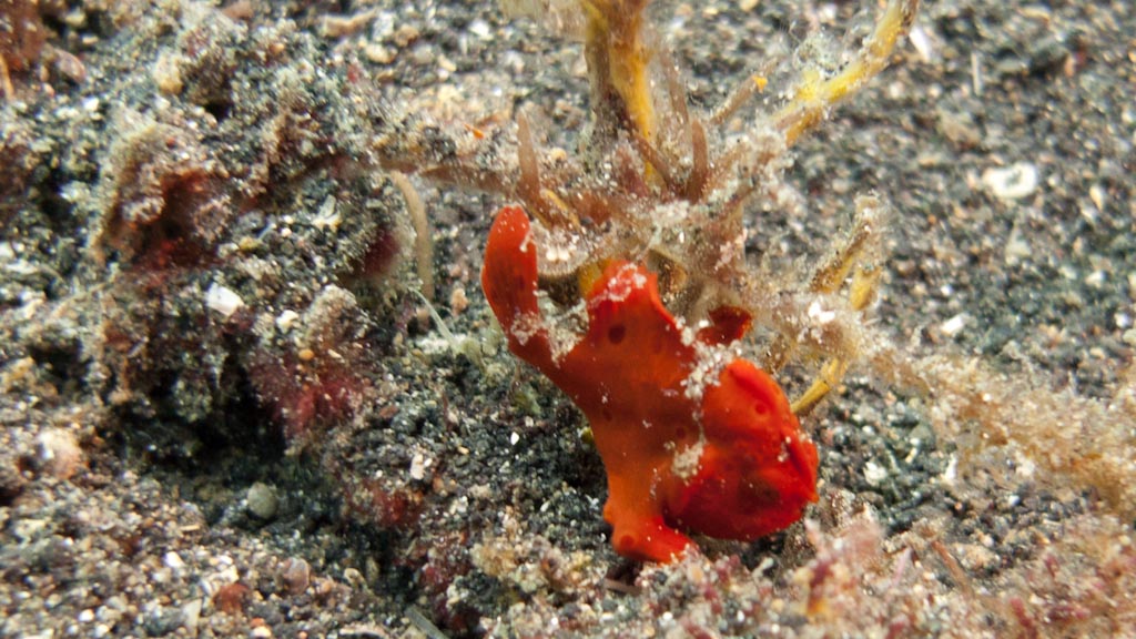 sula2011_cr16.jpg