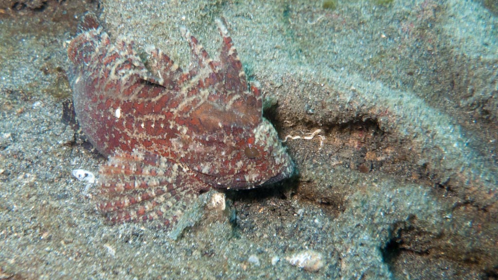 sula2011_cr21.jpg