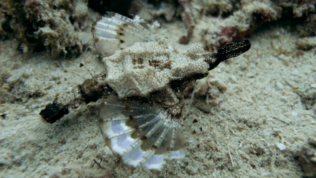 sula2011_cr23.jpg