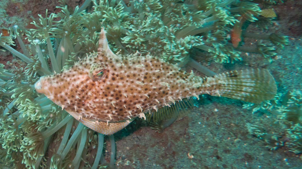 sula2011_fi07.jpg