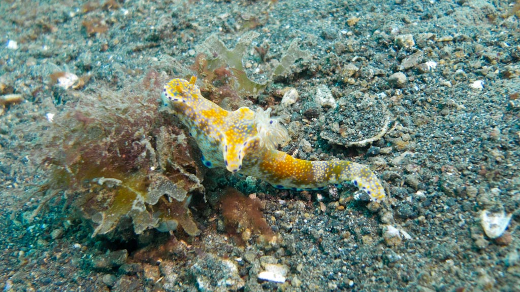 sula2011_nu01.jpg