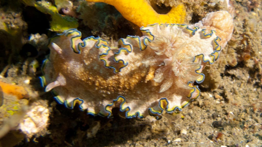 sula2011_nu04.jpg