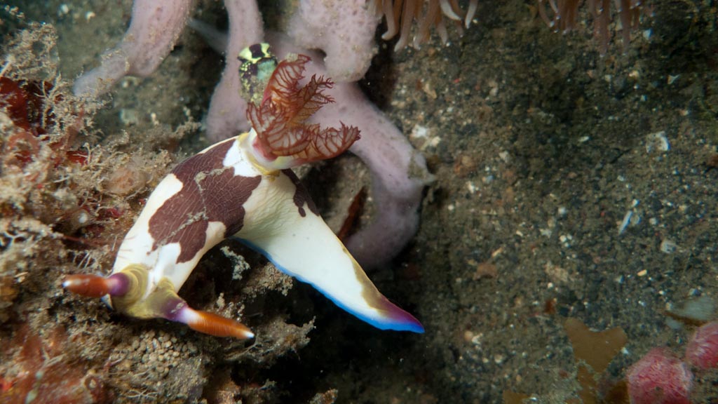 sula2011_nu11.jpg